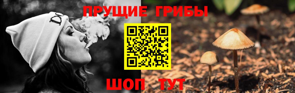 что такое   Вход с VPN  Рубцовск  Псилоцибиновые грибы Psilocybe 